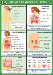 Biologie BONUS KARTIČKY – Orgánové soustavy