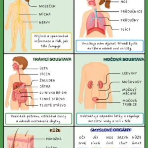 Biologie BONUS KARTIČKY – Orgánové soustavy