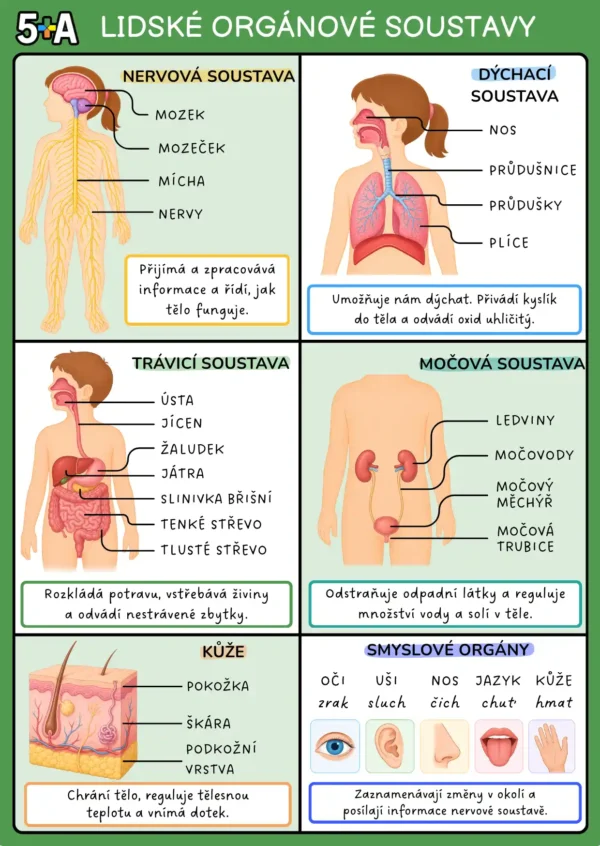 Biologie BONUS KARTIČKY – Orgánové soustavy
