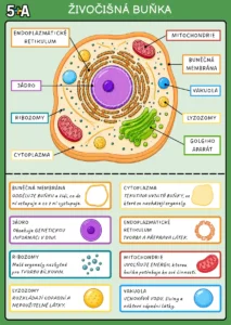 Biologie BONUS KARTIČKY – Buňka