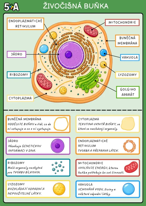 Biologie BONUS KARTIČKY – Buňka